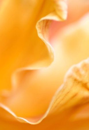 Abstract Daylily