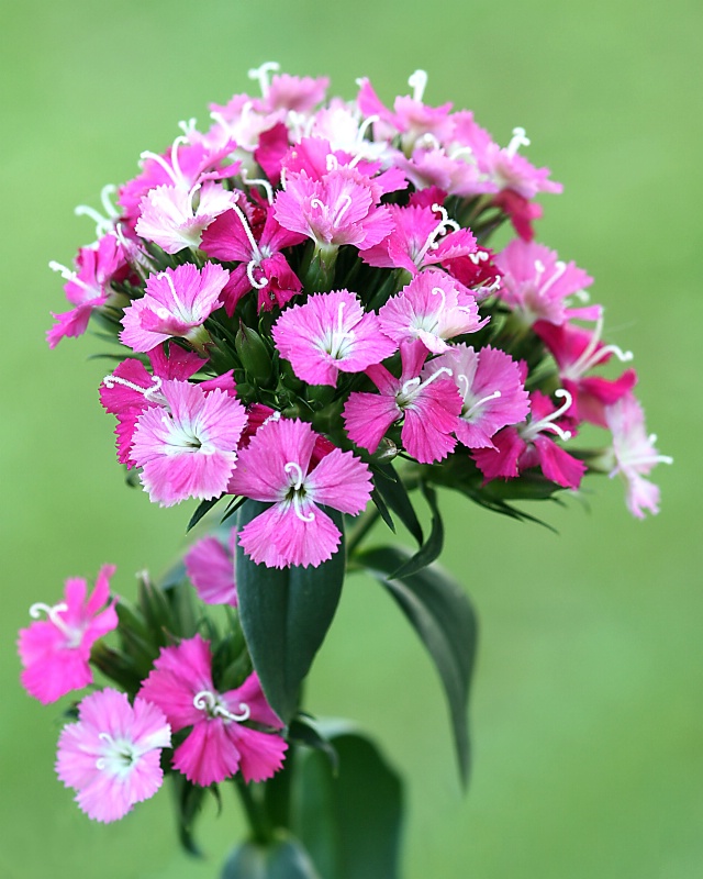 dianthus in bloom