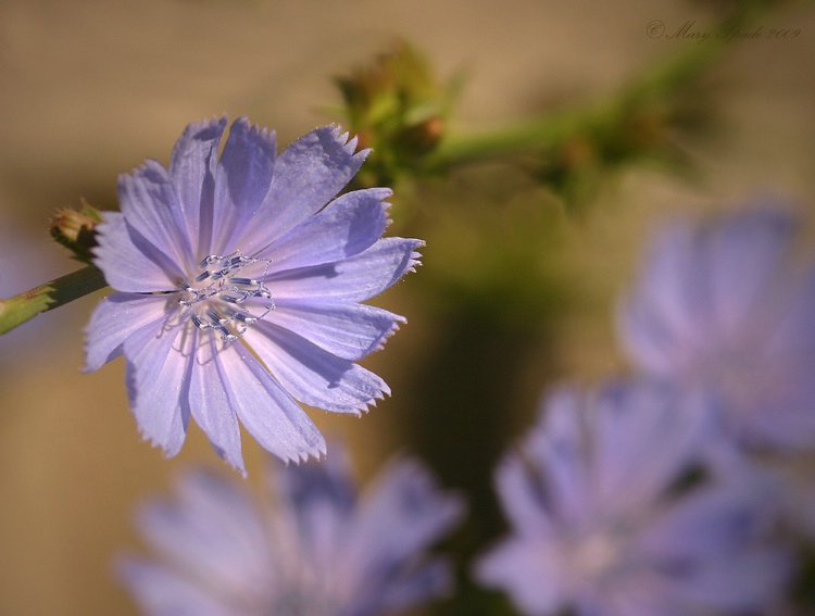 Chicory