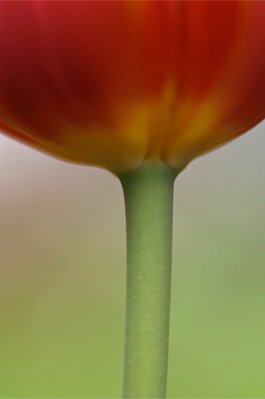 Tulip Closeup