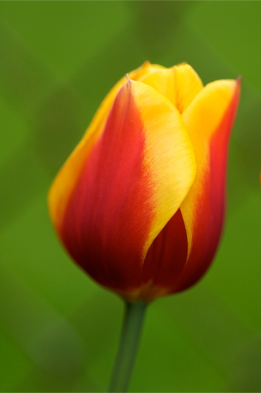 Tulip in front of Fence