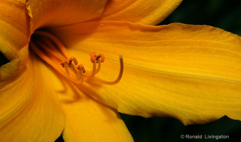 Lily Love - ID: 8619995 © Ron Livingston