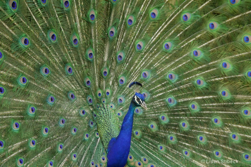 My Peacock