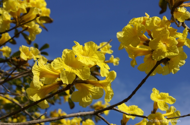 yellow blossom tree