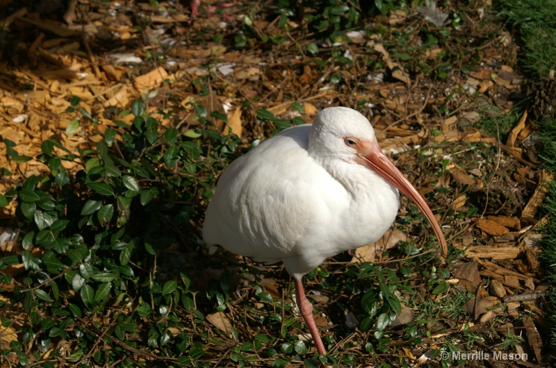 ibis at rest