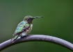 Hummingbird on Pe...