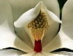 Majestic Magnolia