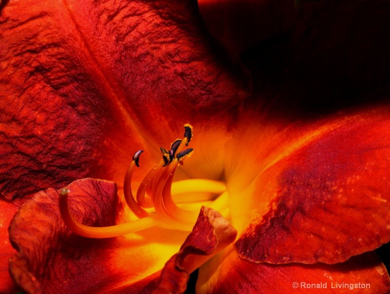 Erotic Lily - ID: 8628806 © Ron Livingston
