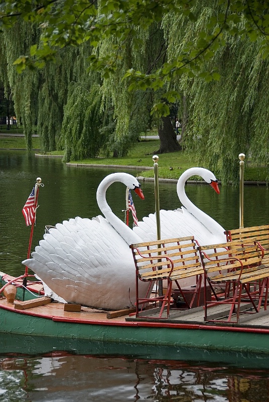 O29 Swan Boats - ID: 8629597 © Douglas Pignet