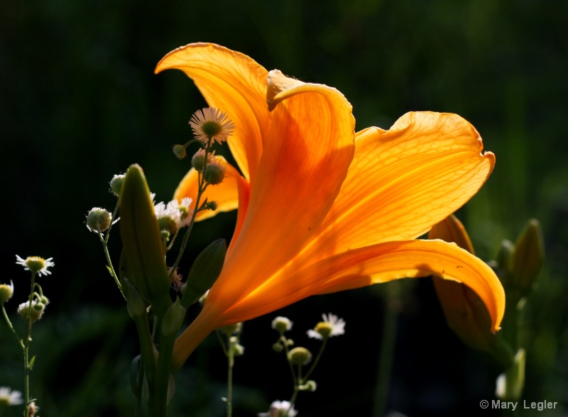 Lily Lamp