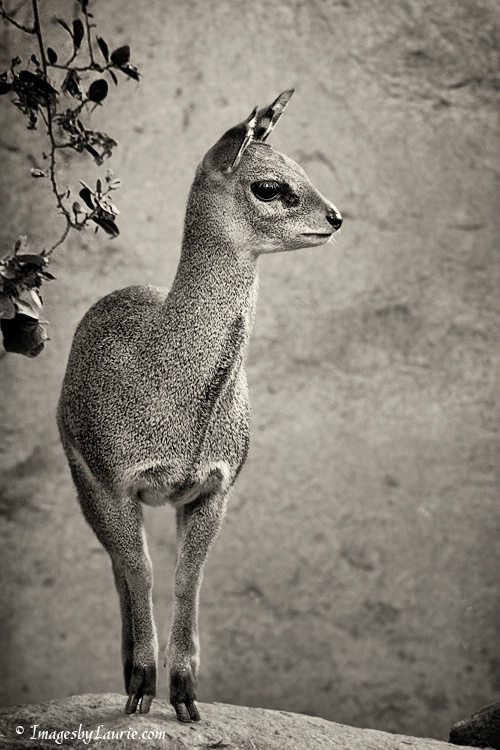 Klipspringer