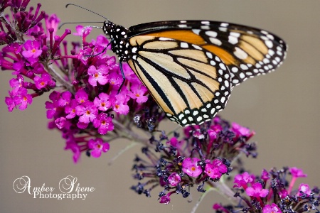 ~Butterfly Dance~