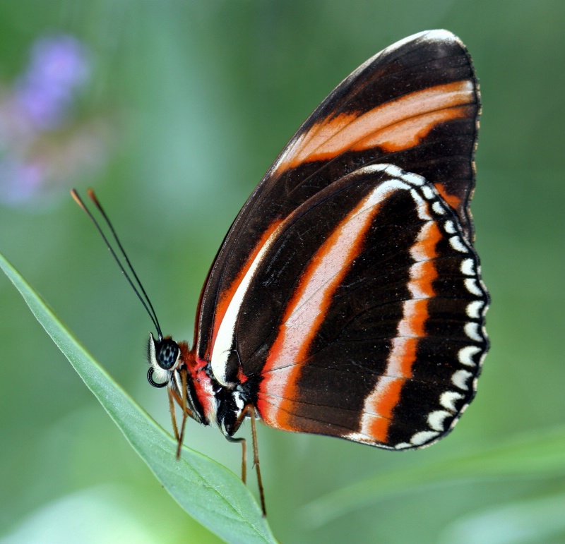 Banded Orange Butterfly