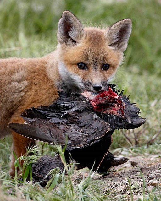 Fox Kit With Coot
