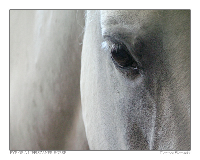 Eye of a Lippizaner Stallion