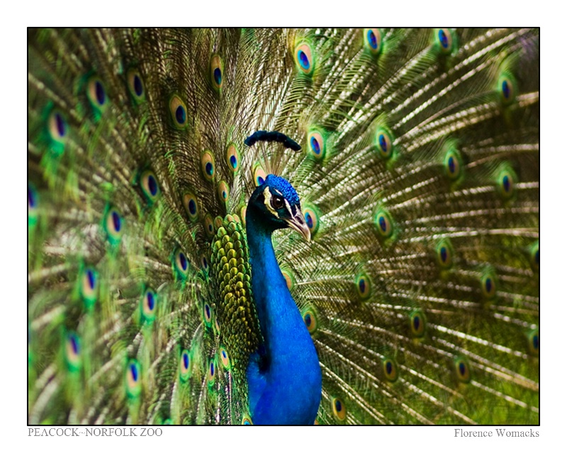 Peacock Norfolk Zoo