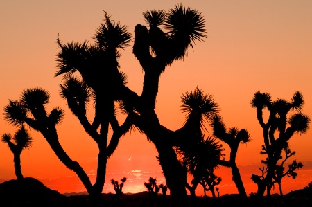 Sunset over Joshua Trees