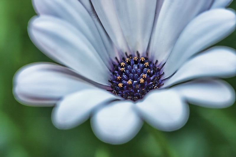 A Friday Flower - ID: 8633601 © Agnes Fegan