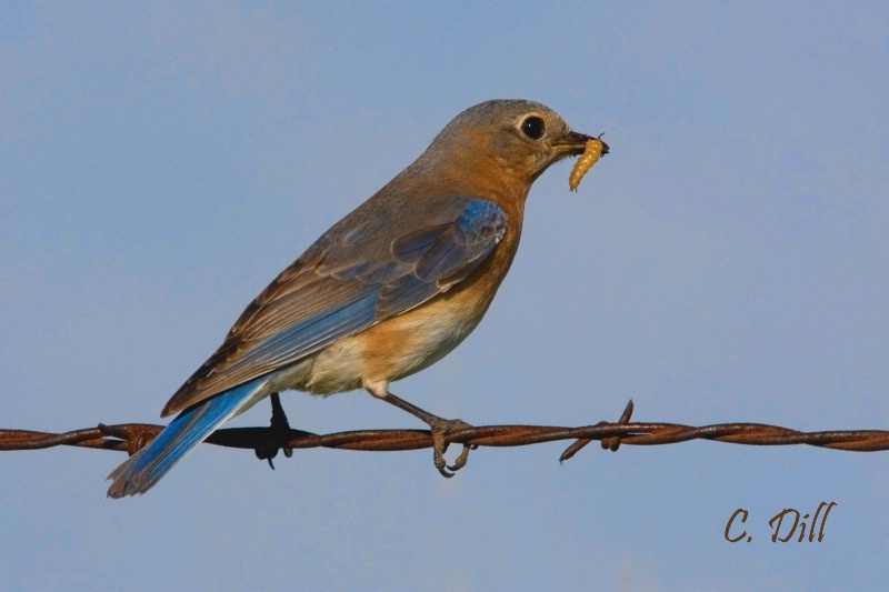 Eastern Bluebird (Female)
