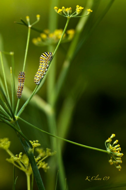 Swallowtail caterpillars