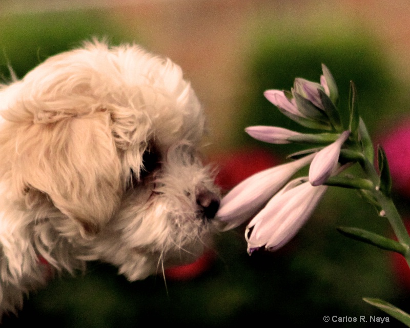 Puppy Love - ID: 8635940 © Carlos R. Naya