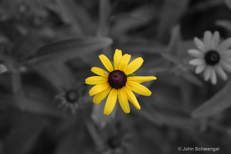 yellow flower highlighted