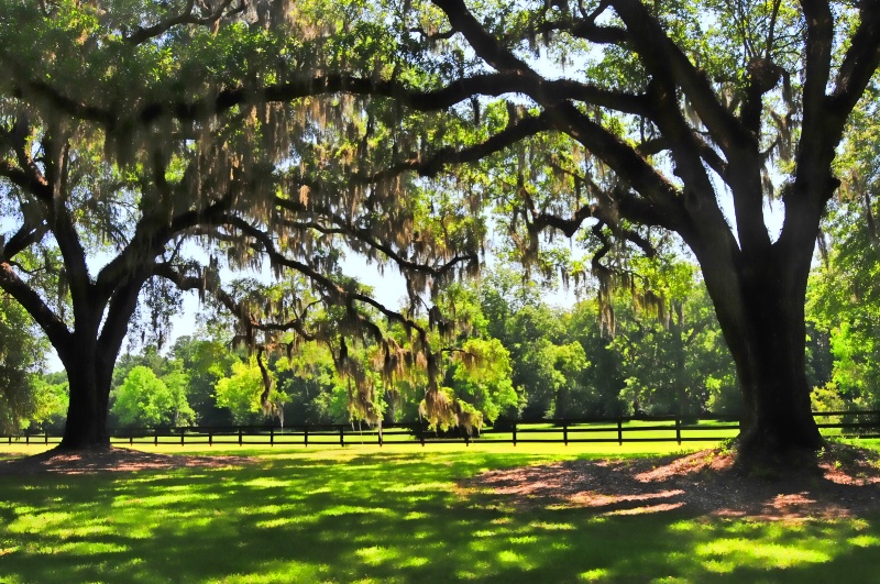 Live Oaks at Boone Hall