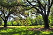 Live Oaks at Boon...