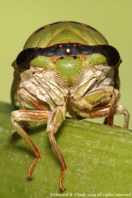 Cicada's Portrait