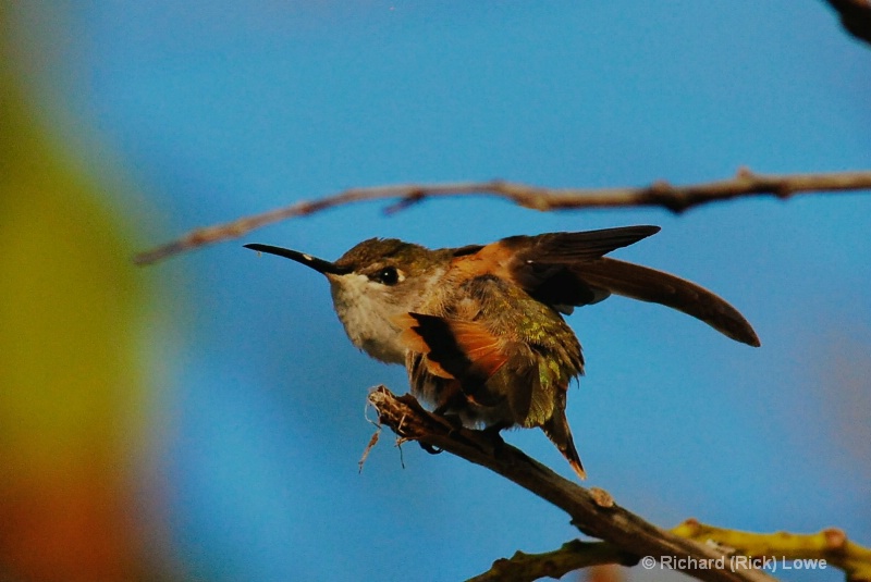 Hummingbird Callisthenics