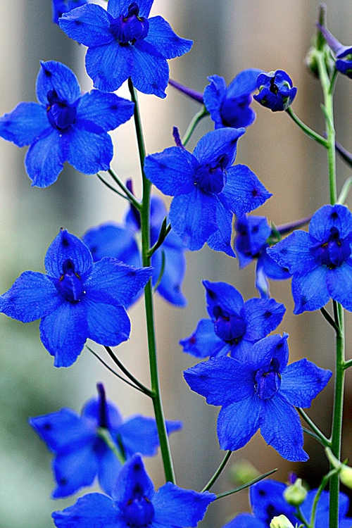 Garden of Blue
