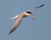 Tern and Dinner