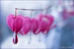 Heart on the wind...