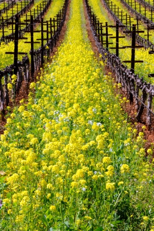 Napa Valley Mustard Festival