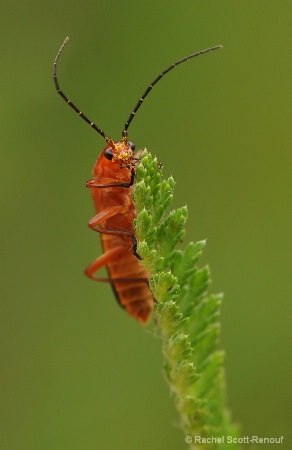 red bug