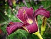 My Day Lily II