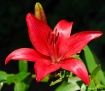 Lovely Lily Red