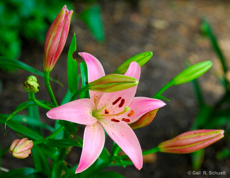 Lovely Lily Pink