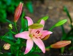 Lovely Lily Pink