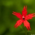 2d700 0068 Fire Pink - ID: 8644306 © Joseph D. Hancock