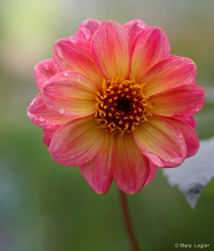 Dahlia Bloom