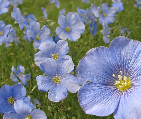 Field of Flax