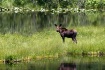 Young Bull Moose
