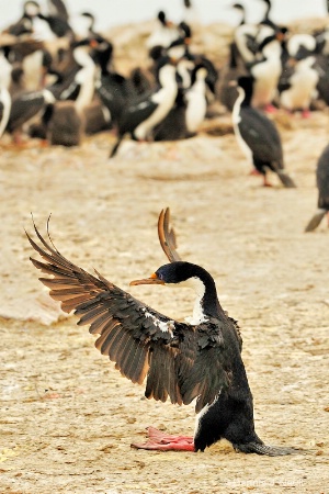A Standing Ovation for the King Cormorant