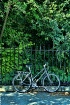 Bicycle, Fence, T...