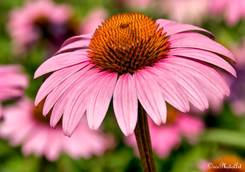 Pincushion Coneflower