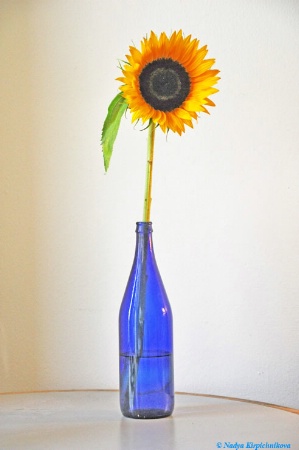 Still Life with Sunflower