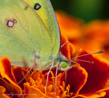 Sulphur Butterfly