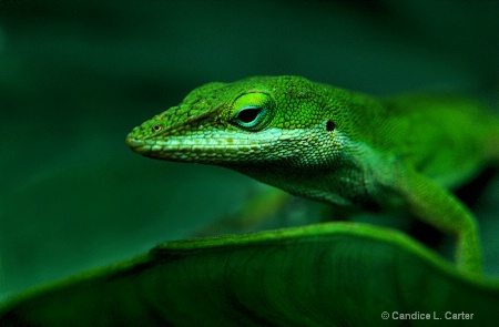 Blue-Lined Emeralds