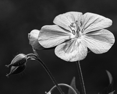 Geranium and 2 buds